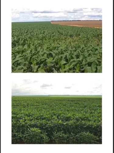 Fazenda 9.500hect no Campos de Júlio MT. 5 mil abertos 300 milhões.