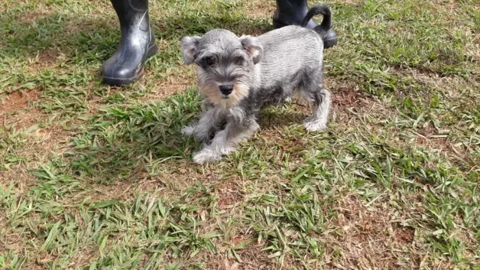 Schnauzer machos e fêmeas no padrão da raça