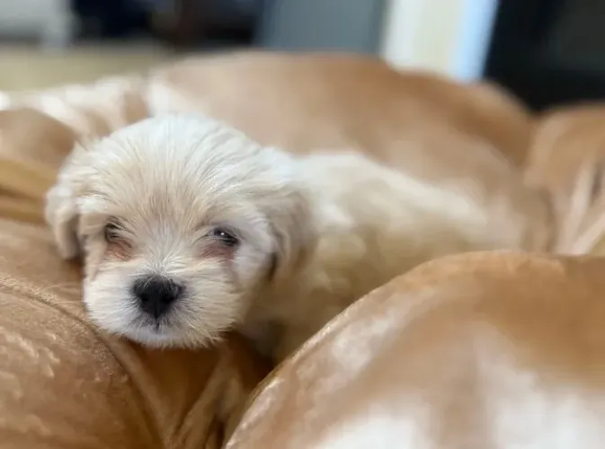 Lhasa Apso Fêmea Dourada - Pura, Vacinada e com Pedigree