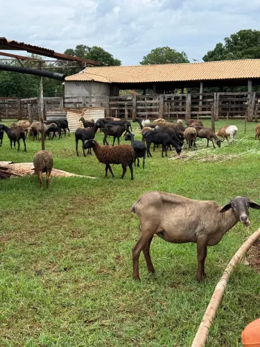 Carneiros para cria ou consumo 