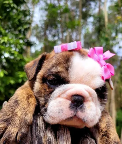 Bulldog ingles Filhotes com Pedigree e garantia de saude 
