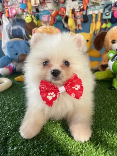 Filhote de Spitz Alemão macho anao $2.300,00