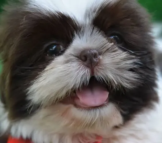 Filhotes de Shih tzu macho branco e chocolate macho já VACINADO