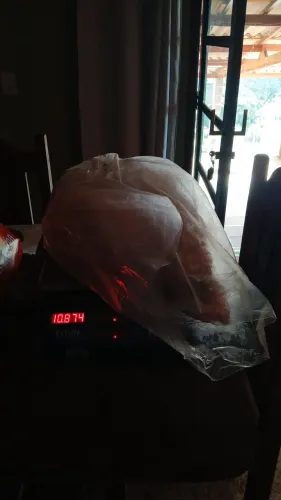 VENDO PERNIS E COSTELAS SUÍNAS