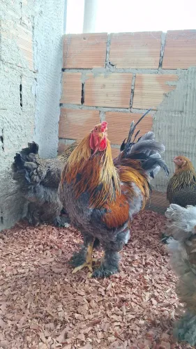 Ovos galados de galinha brahma