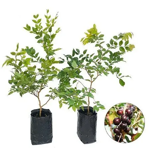 Mudas de Jaboticabeira - Planta Frutífera