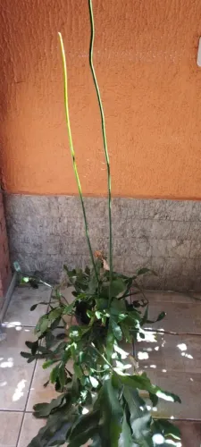 Vaso de Planta " Dama da noite"