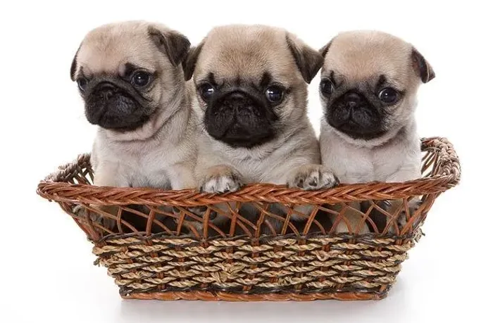 Pug temos variações de raças