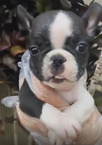 Bulldog Francês - últimos filhotes!