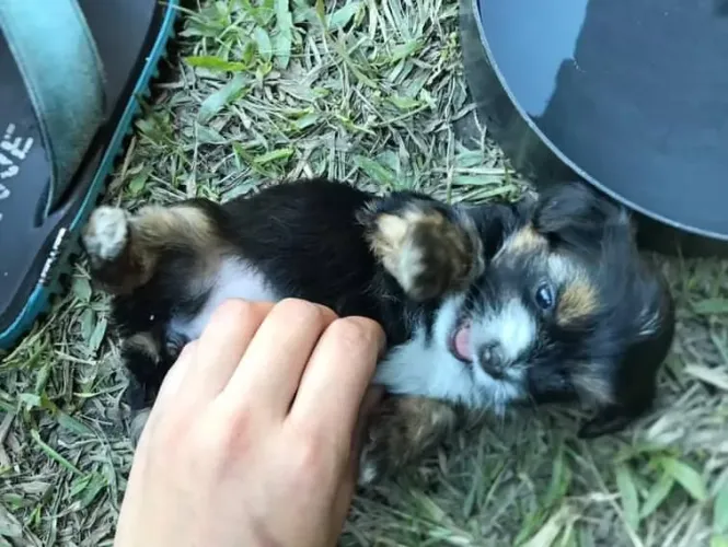 Filhotes de shih tzu com Yorkshire apenas 2