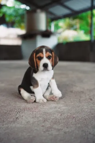 Filhote de Beagle Que Encanta Pelo Jeito Brincalhão
