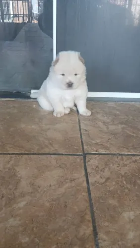 Chow chow 