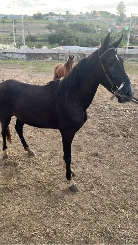 Vende-se ou catira 