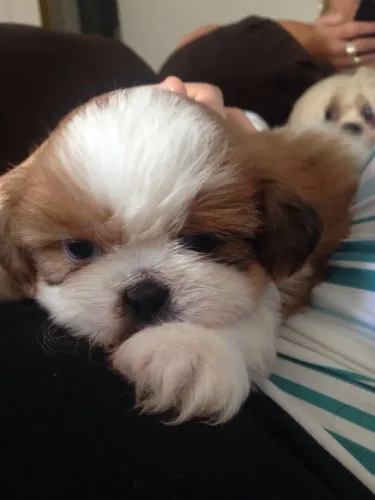 Shih Tzu charmoso