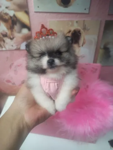 Fêmea e macho de Lulu 