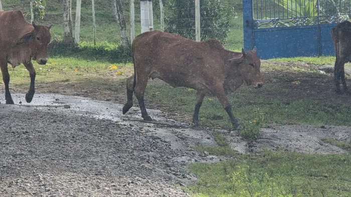 NOVILHA SINDI NEL PRENHA 
