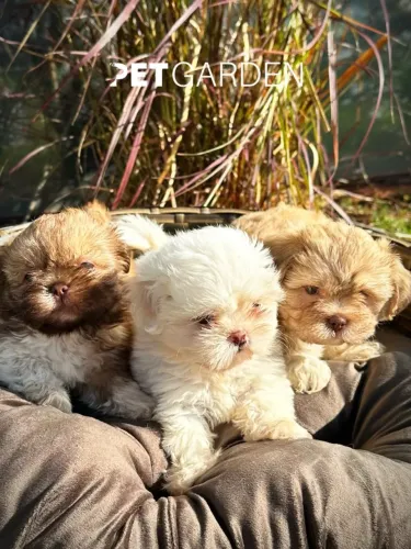Shihtzu 
