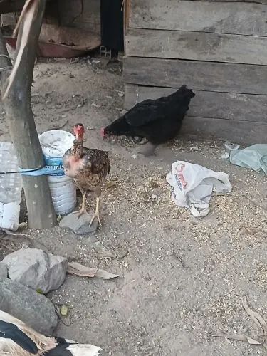 Venda de galinhas e patos