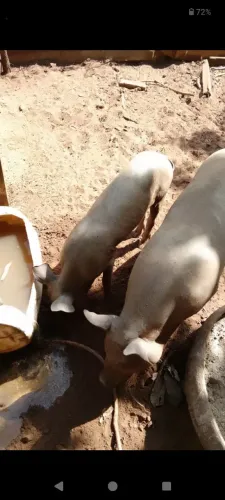 Faço rolo em porca grande
