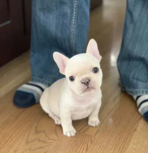 Bulldog francês lindo demais 