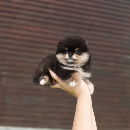Lulu da Pomerânia Os menores e mais lindos da Olx