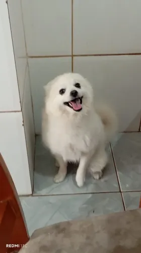Lulu da Pomerânia 