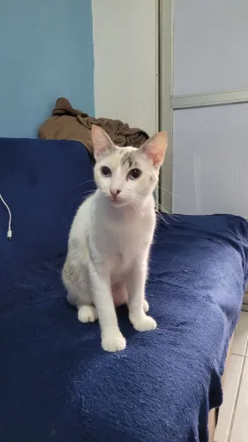 Gata para ADOÇÃO - Castrada 