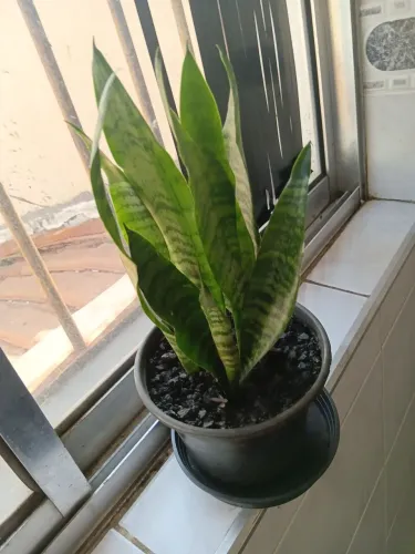 Planta espada de São jorge