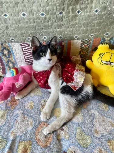 Doação gata frajola castrada e vacinada