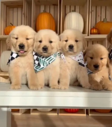 Golden Retriever "Vou guardar rancor."