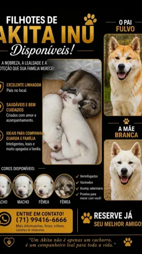 Akita inu