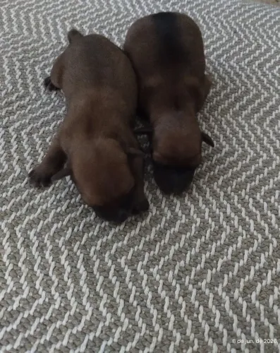 Vendo filhote de pinscher n.02