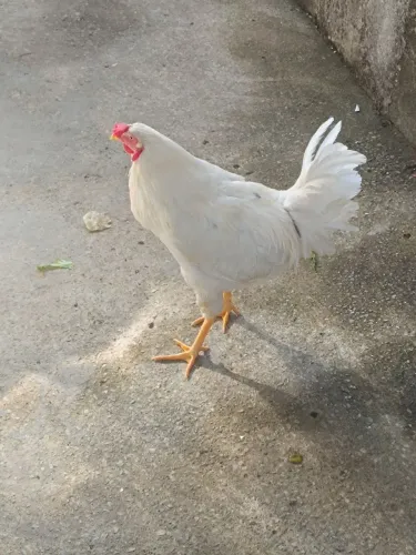 Vende se galo