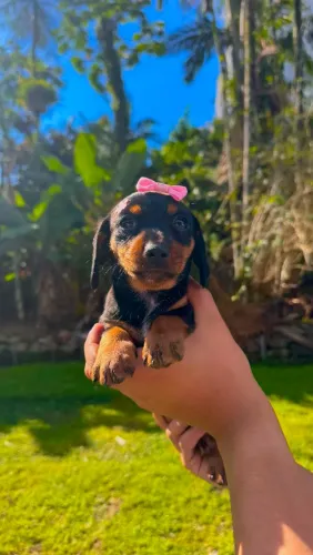Dachshunds Mini - Todas Fêmeas