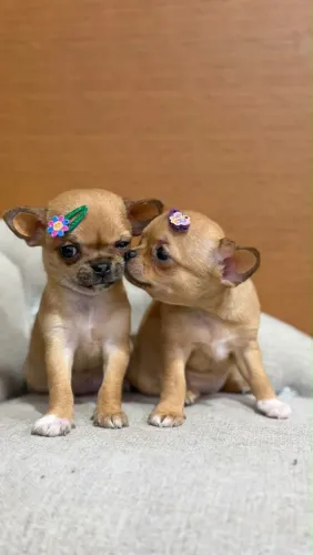Filhotes de chihuahua fêmea sable dourado