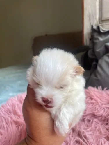 Macho creme com branco spitz alemão
