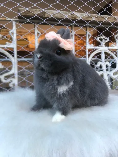 Coelho anão da raça netherland dwarf fêmea azul de viena  - o coelho menor do mundo 