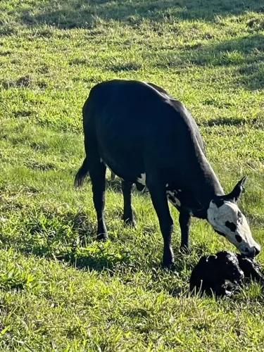 Trabalho, vaga em fazenda .