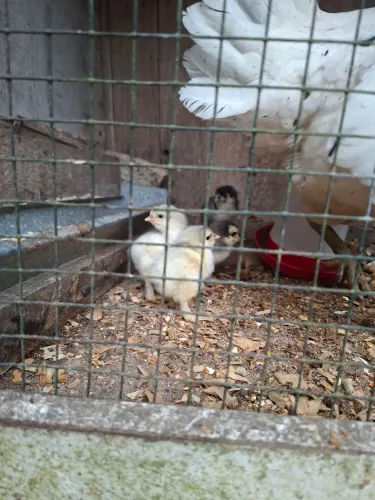 Pintinho de brahma e de ameraucana black
