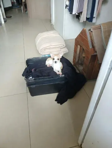 Vendo Chihuahua macho 5 meses tds as vacinas chamar *