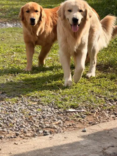 Vendo casal de golden retriver 