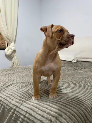 FILHOTE PIT MONSTER | AMERICAN BULLY XL | BRAZILIAN BULL