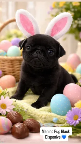Pug preto lindo 