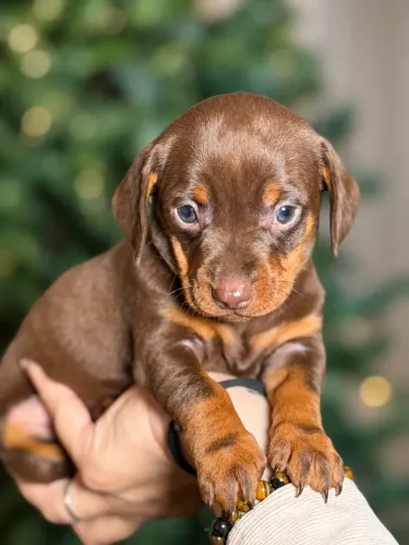DACHSHUND CHOCOLATE