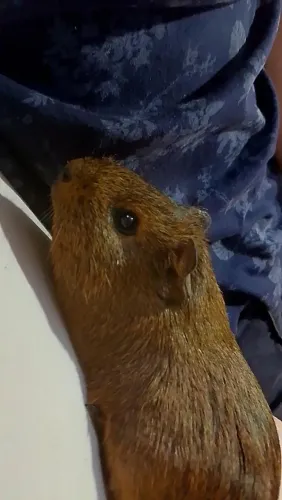 Porquinho da Índia para doar 