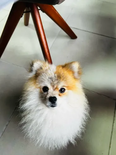 Spitz alemão