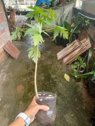 Plantas mudas mamaoeiro 