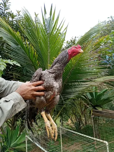 Galo carijó