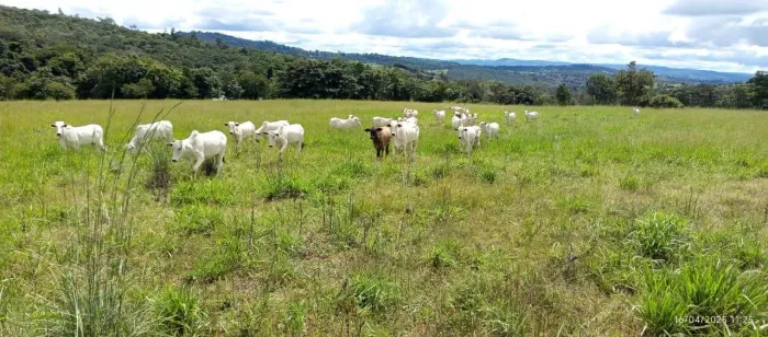 à venda, zona rural, Rubiataba, GO