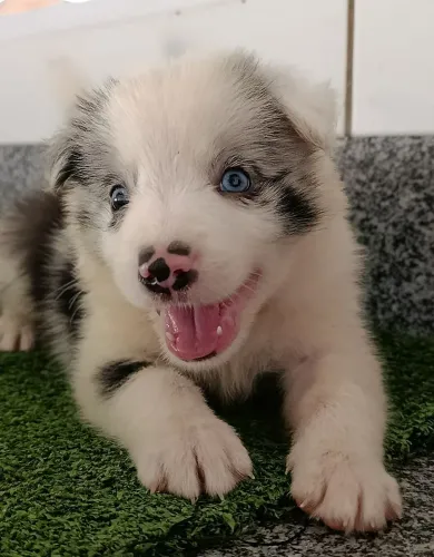 Border Collie